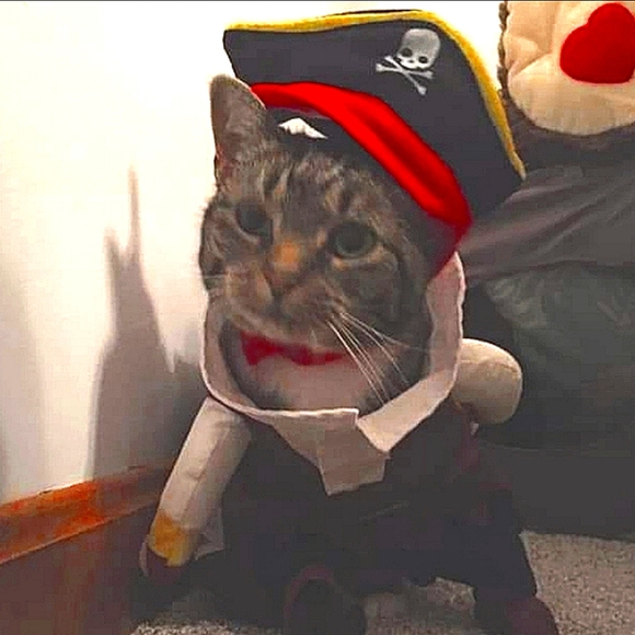 ❤️✌️🛍️☮️ Meet your little Posher😺🐾 - Picture 1 of 1